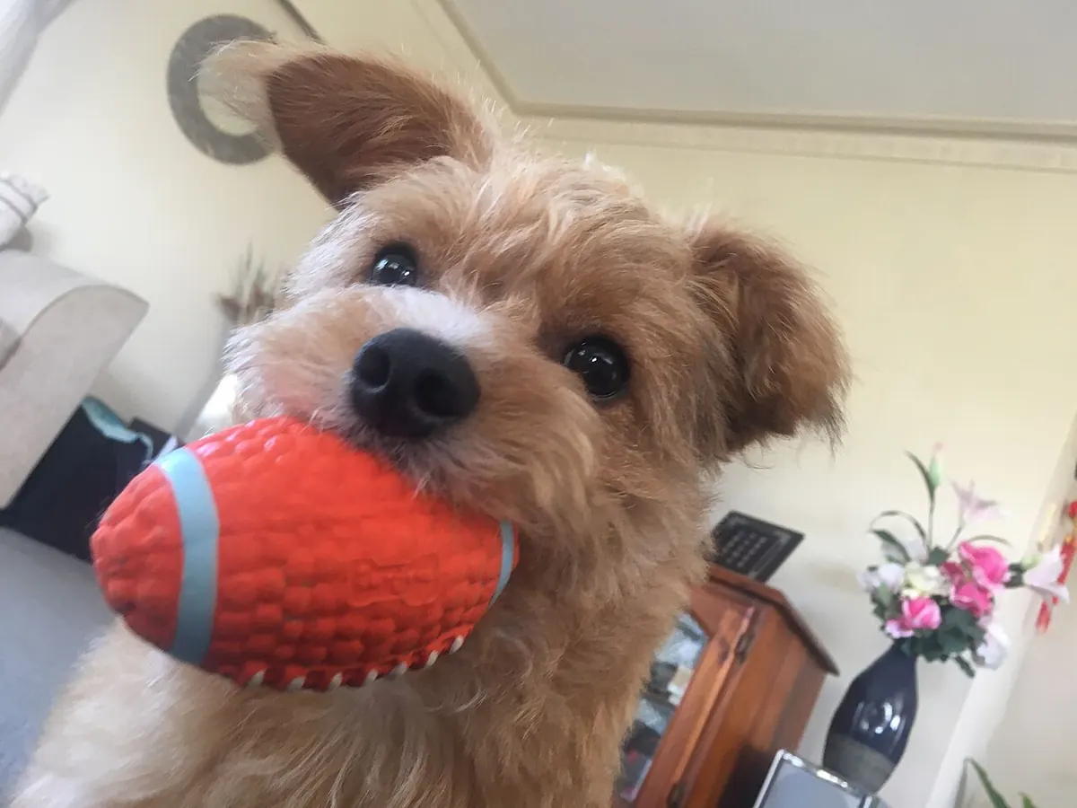A puppy with big eyes holding a toy ball