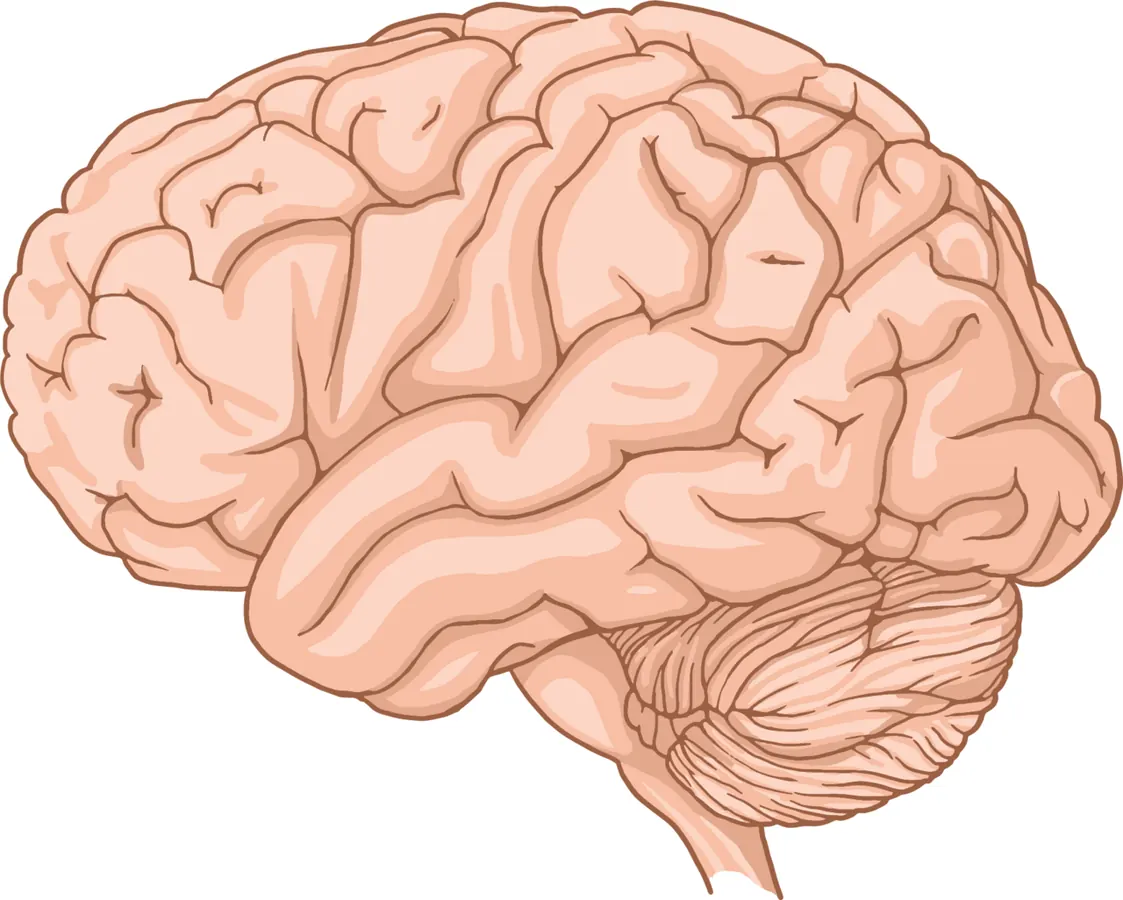 Illustration of the human brain