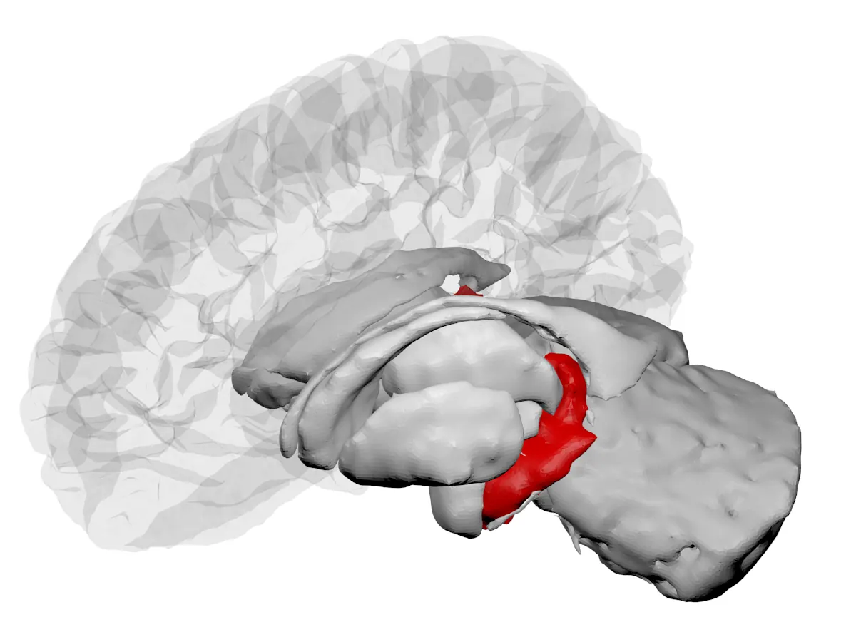 3D brain model with the hippocampus highlighted in red