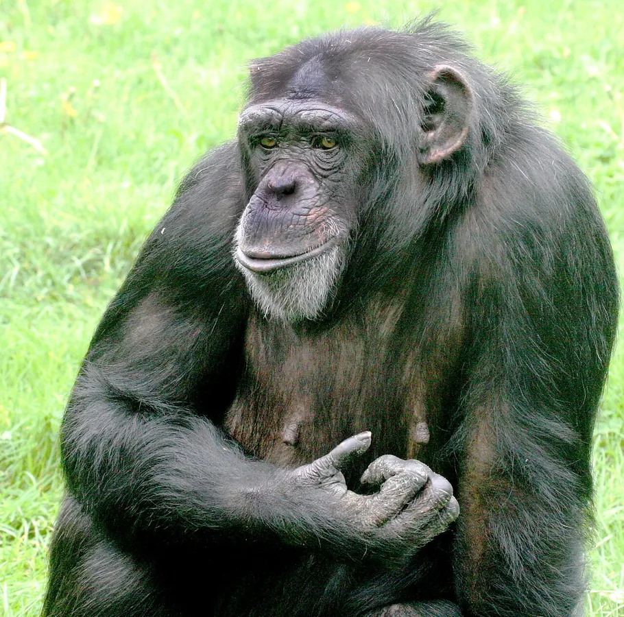A chimpanzee sitting and looking to the side
