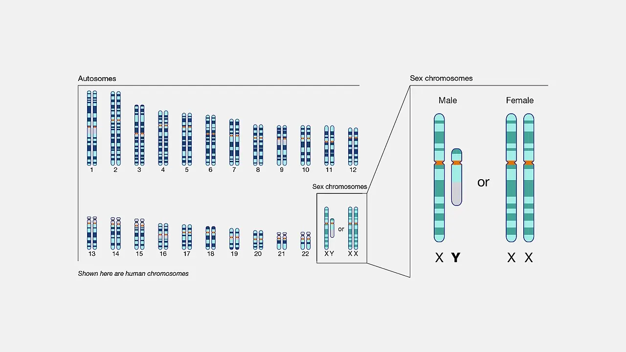 Diagram of the 23 pairs of human chromosomes