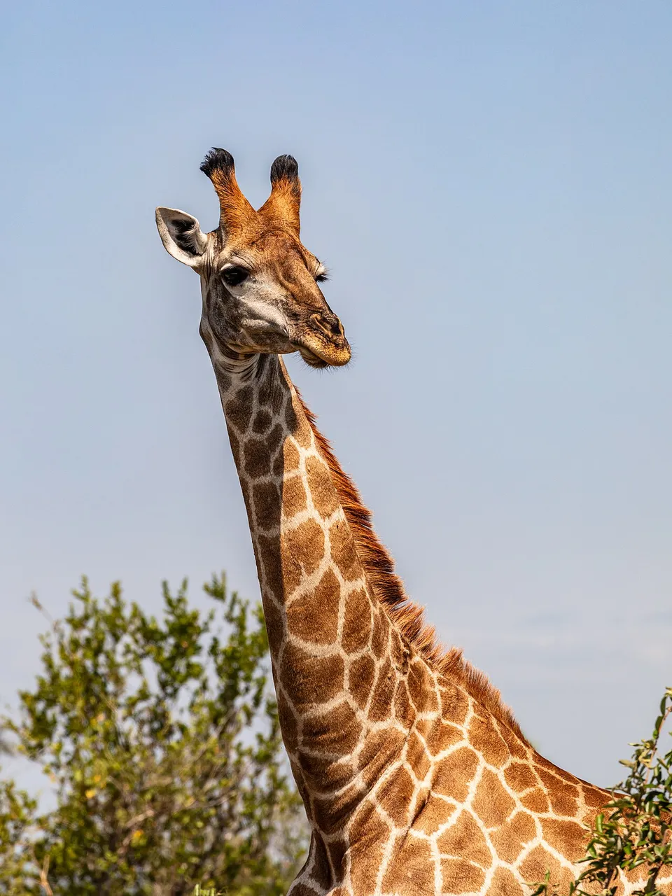 Giraffe's head and neck against the sky