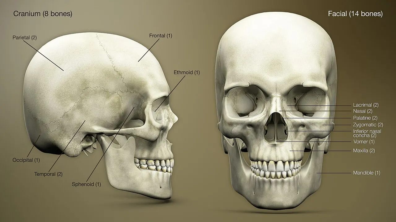 Labelled 3D model of the bones of the human skull