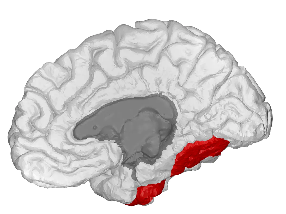 3D brain model with the fusiform gyrus highlighted in red