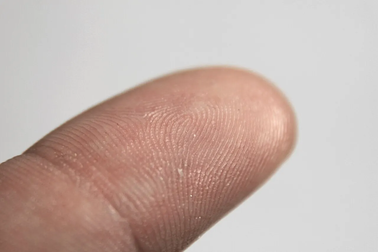 Close-up of the ridges of a human fingertip