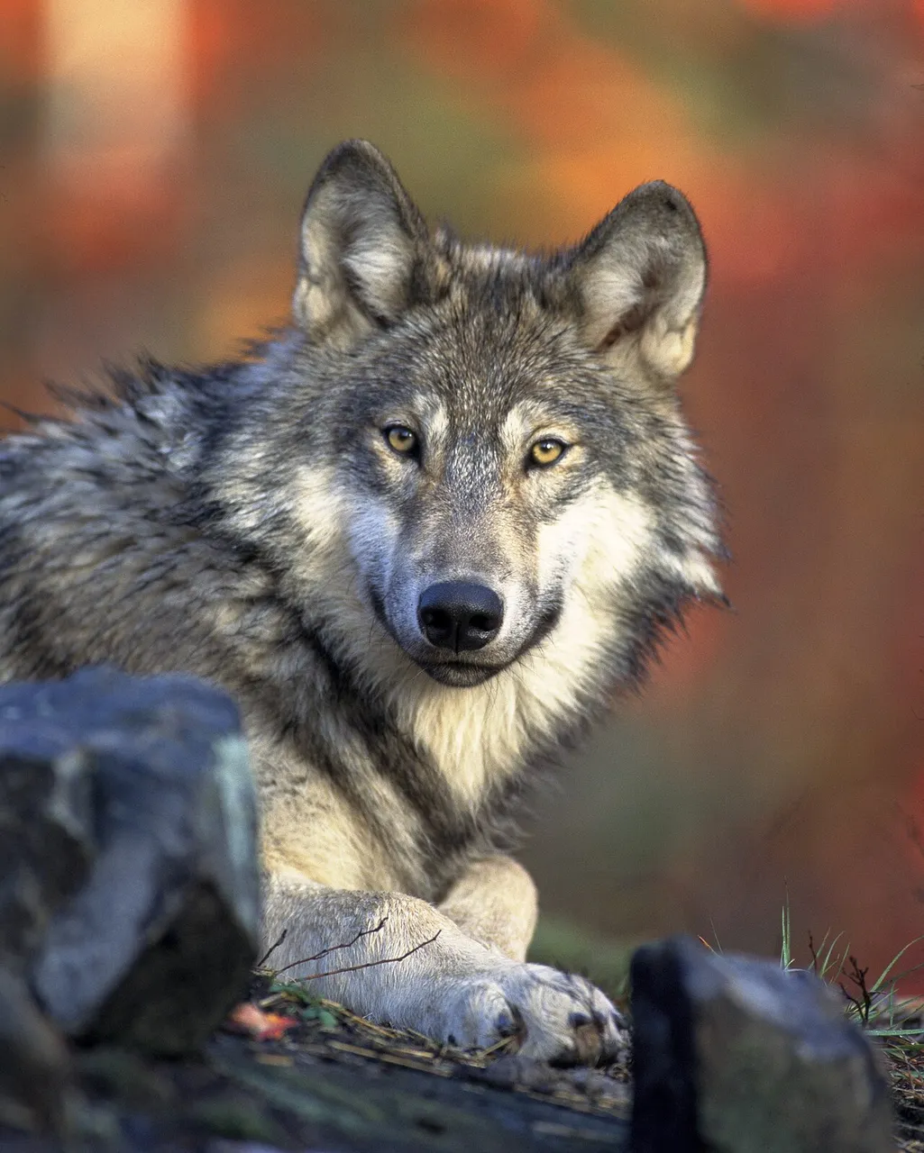 Grey wolf lying on rocks